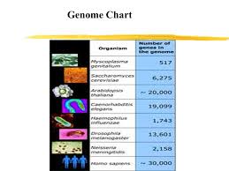 Genome Sequencing And Objectives Ppt Video Online Download