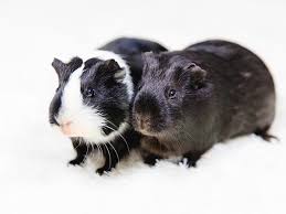 guinea pig in nairobi kenya