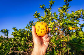 11 citrus tree pests and diseases that