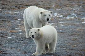 Census Shows That U S Russian Polar Bear Population Is