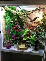 10 chameleon enclosure decorating ideas