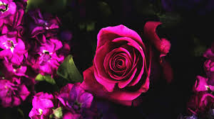 dark pink rose wallpaper 45602 baltana