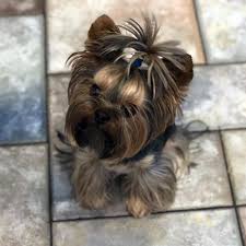 I am not a kennel breeder. Let S Talk Yorkie Home Of Yorkie Puppies In New York