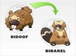 Bidoof Evolution Related Keywords Suggestions Bidoof