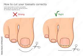 how to cut toenails correctly vector