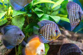 safe stocking guidelines for aquariums