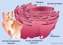 The smooth endoplasmic reticulum synthesizes lipids. 15 The Cell Ideas Cell The Cell Plant Cell