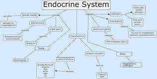 Endocrine System Mnemonic Endocrine System Adrenal