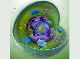 Do plant and animal cells both have this. What Is An Organelle