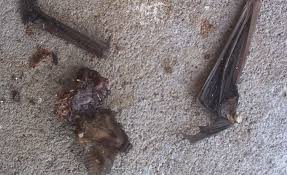 pets finding dead bats what you should