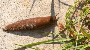 why does salt kill slugs revealed