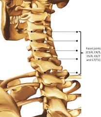 facet joint an overview