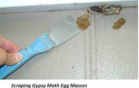 How To Destroy Gypsy Moth Egg Masses