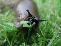 how-do-you-permanently-get-rid-of-slugs