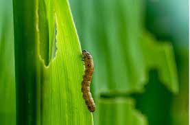 Identify and Treat Armyworms and Sod Webworms - NG Turf