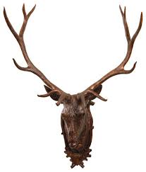 trophy stag head wall mount rustic