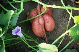 how to grow sweet potatoes black gold