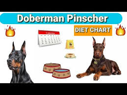 Doberman Diet Plan In Hindi Doberman Pinscher Diet Chart