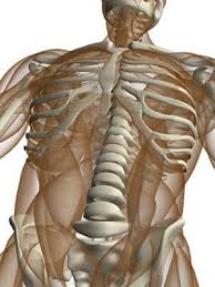 Human skeleton consists of 206 bones. The Body S Bones And Muscles Healthy Living Center Everyday Health