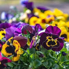 plant pansies for season spanning color