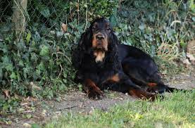 Please join us by reading about the breed, enjoy the pictures in our photo . Farquharson S Gordon Setter Kennel Home Facebook