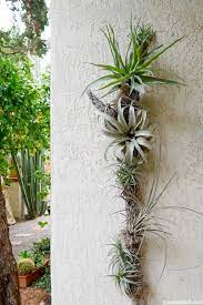 12 Diys To Get Air Plants On Your Wall