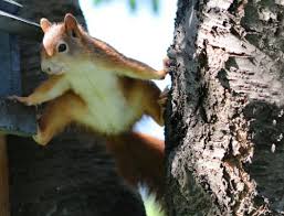 A Squirrel Infestation