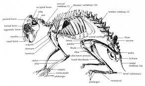 Anatomy students in traditional classes may do practice labeling the bone on paper or even doing a coloring activity to help them learn the. 4 1 2 Shows The Rabbit Skeleton The Bones Used In This Study Were The Download Scientific Diagram