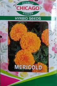 yellow marigold flower seeds