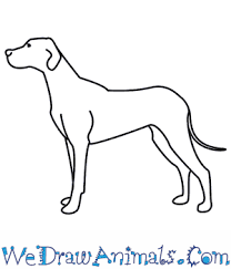 See more ideas about dog pencil drawing, animal drawings, dog drawing. How To Draw A Dog