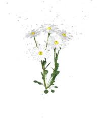 See more ideas about transparent, gif, animated cow. Daisies Gifs Beautiful Flowers On Animated Images For Free
