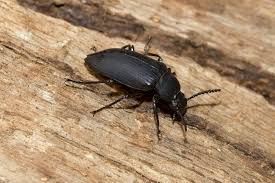 black beetles facts harms causes and