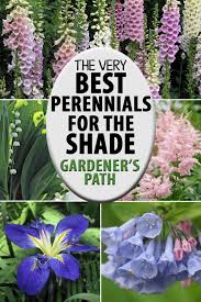 Flowering Perennials For The Shade