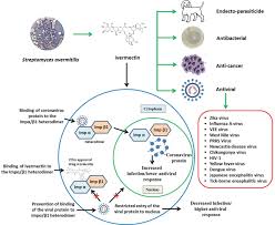 It was first identified in december 2019 in wuhan,. Ivermectin A New Candidate Therapeutic Against Sars Cov 2 Covid 19 Annals Of Clinical Microbiology And Antimicrobials Full Text