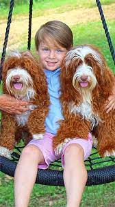 about the mini australian labradoodle breed