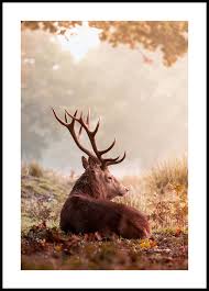 Red Deer Poster Animal Posters