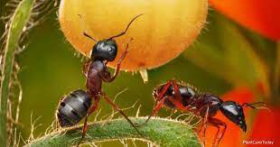 does neem oil kill ants