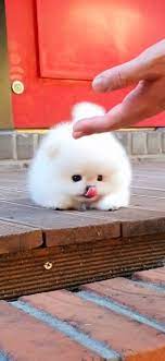 teacup pomeranian real truth behind