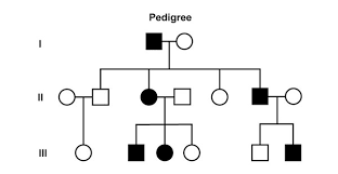 Pedigrees are used to show the history of inherited traits through a family. Lab 14