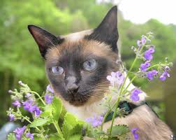 Cats are curious creatures by nature. Gardening How Dangerous Are Cat Feces In The Garden The Morning Call