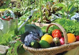 4 Easy Steps To Plan A Vegetable Garden
