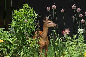 how to keep deer out of your garden