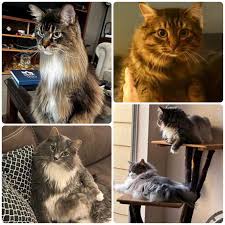 maine cattery breeder directory