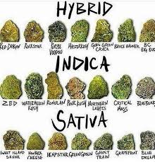 Hybrid Weed Chart Bedowntowndaytona Com