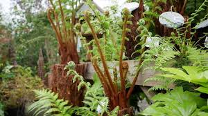 Tree Fern Specialists