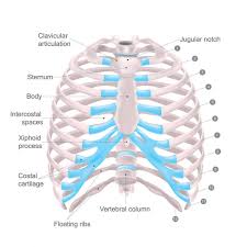 The ribcage acts as a cage and protects your vital organs. áˆ Rib Cage Diagram With Organs Stock Vectors Royalty Free Thoracic Cage Illustrations Download On Depositphotos