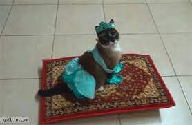cat riding a magic flying carpet best