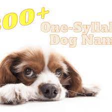 300 one syllable dog names hubpages