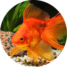 Goldfish Tetra