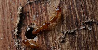 get rid of termites